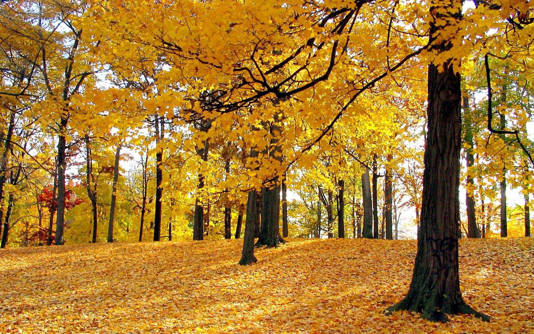 2019描写秋天的诗歌散文6篇精选_关于描写秋天的优美诗歌